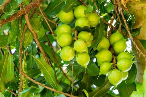 Growing Macadamia Nut Trees: Varieties, Planting Guide, Care, Problems ...