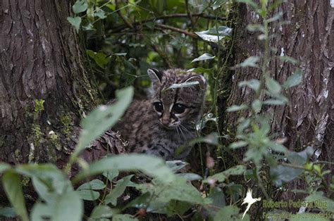 Protecting Wild Cat Habitat - GlobalGiving