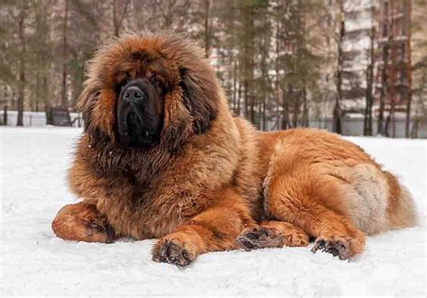 Tibetan Mastiff Dog Breed: History, Temperament, Health Issues, Care