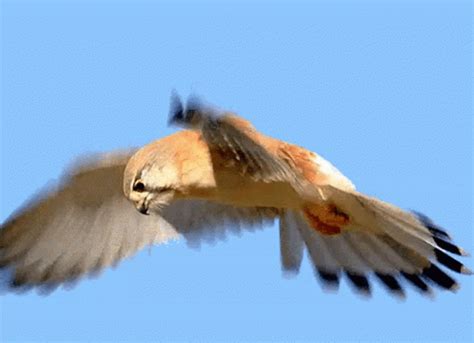 Bird Owl GIF – Bird Owl Flying – Откриване и споделяне на GIF файлове