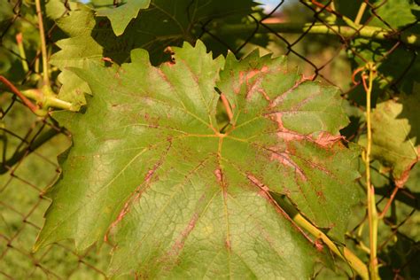 What Is Grape Anthracnose: What To Do About Grapes With Anthracnose Disease