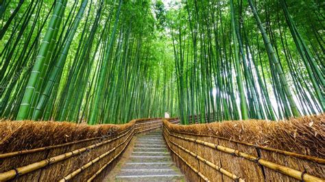 Path to bamboo forest, Arashiyama, Kyoto, Japan — Stock Photo © lkunl ...