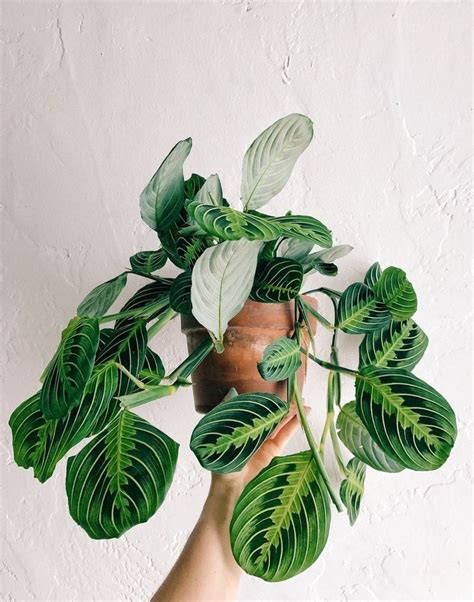 30 Lovely Indoor Plants For Your Home in 2020 | Plants, Plant aesthetic, Indoor plants