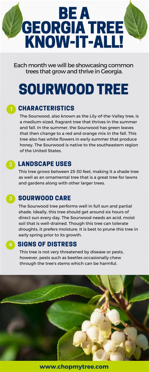 BE A GEORGIA TREE KNOW-IT-ALL: SOURWOOD TREE - Premier Tree Solutions