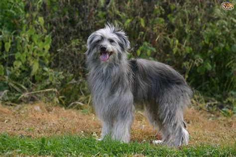 Pin by W. Martin on Dog | Purebred dogs, Pyrenean shepherd, Dog list