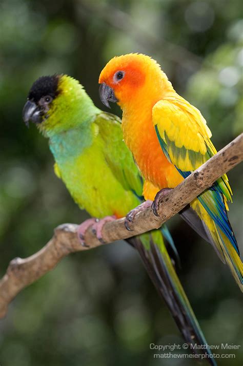 Sun Conure vs Nanday Conure - Crazy for Conures