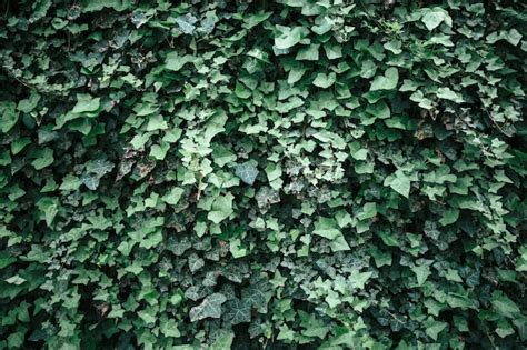 Premium Photo | Ivy texture green ivy wall