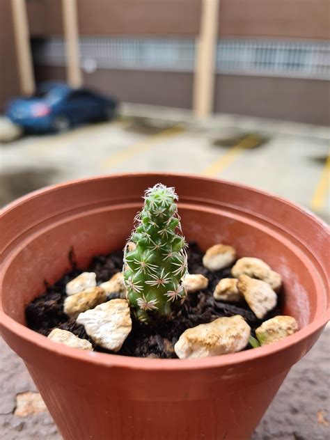 Little guy : r/succulents