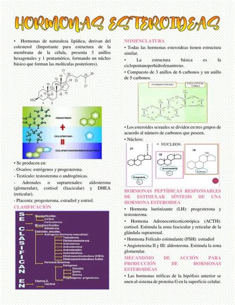 Hormonas Esteroideas | Alisson1108 | uDocz