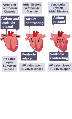 The cardiac cycle - Structure and function of the heart - Higher Human ...