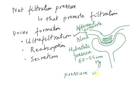 SOLVED: Net filtration pressure (NFP) is equal to the blood hydrostatic ...