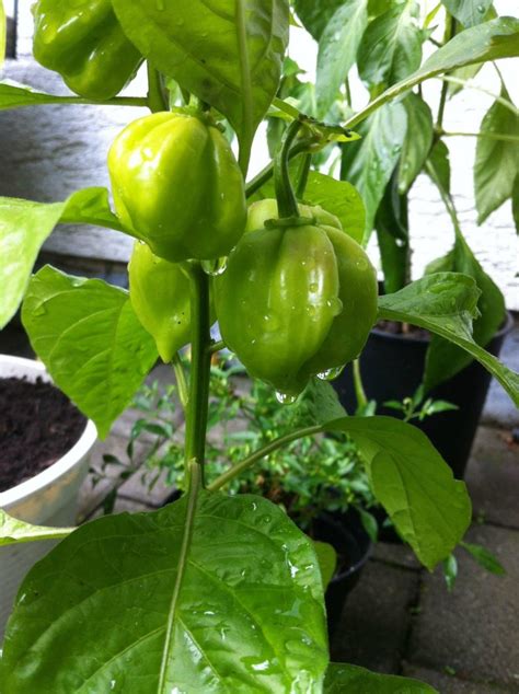 Steps to Growing the Perfect Scotch Bonnet Pepper Plant - On The Gas | The Art Science & Culture ...