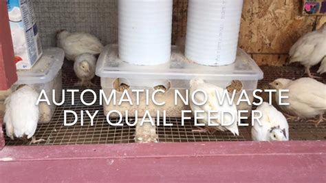 How to Make a No Waste Automatic Quail Feeder 2.0 - YouTube