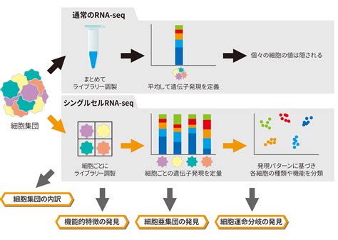 シングルセル/シングル核RNA-seq｜次世代シーケンス・データ解析受託 | 株式会社Rhelixa（レリクサ）