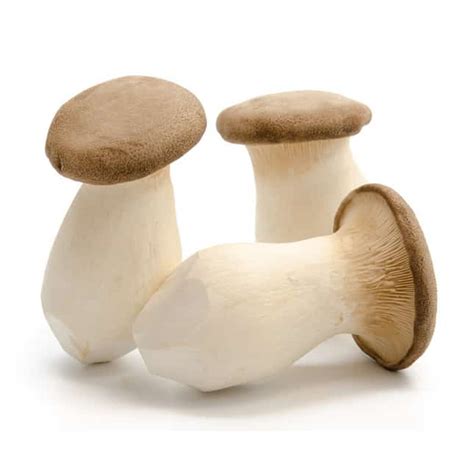 King Trumpet Mushrooms (Dried or Powdered) - Buy Online - Mushroom ...