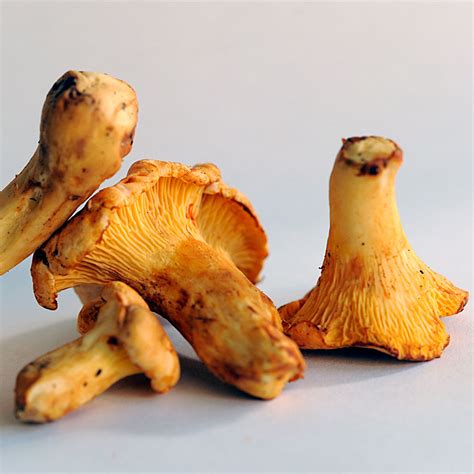 Chanterelles (Girolle) - Mushroom Man