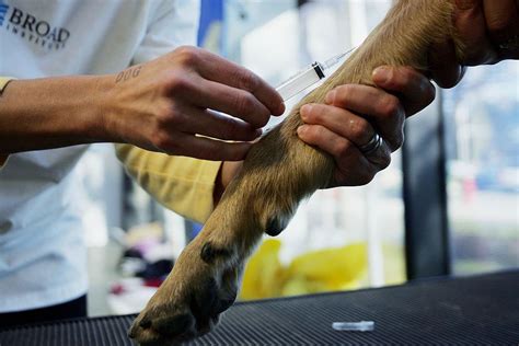 Can Dogs with Diabetes Be Treated Without Insulin?