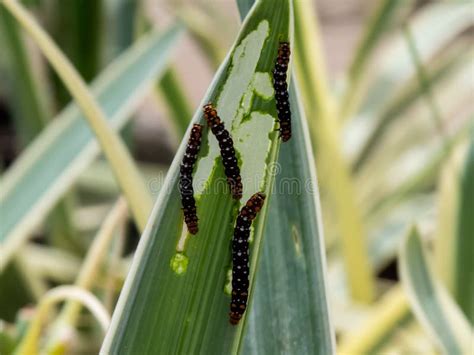 Group of Caterpillar on Plant-India Stock Image - Image of cocoon ...