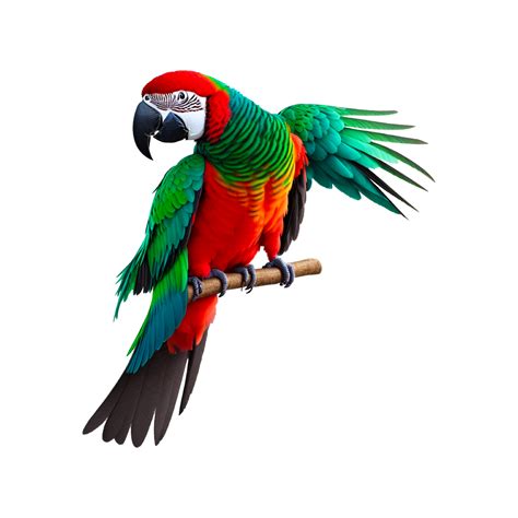 Red and yellow macaw, Bird True parrot Macaw, parrot, animals, vertebrate, animal 27147314 PNG