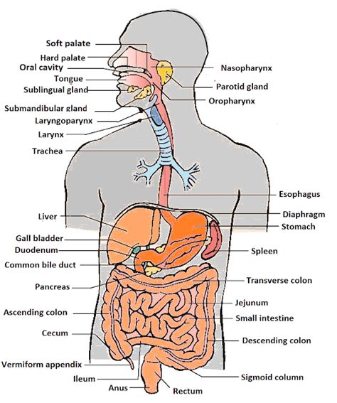 Human Body Organs List - Parts of Body Name