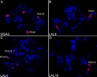 Chromosomal evolution and phylogenetic considerations in cuckoos (Aves, Cuculiformes, Cuculidae ...