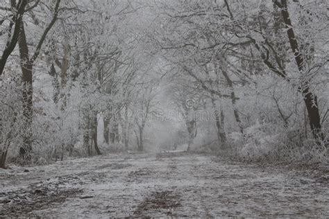 Winter Wonderland Forest stock image. Image of province - 84709383