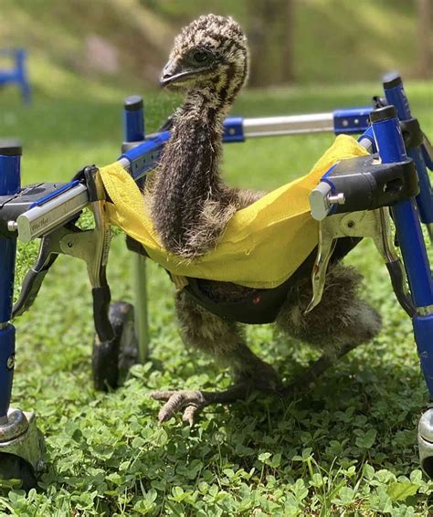 Baby Emu with Special Needs Is Running Thanks to Custom Wheelchair