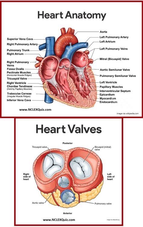 Science Heart Diagram Smith, k / anatomy and physiology activities - freevoucher2020