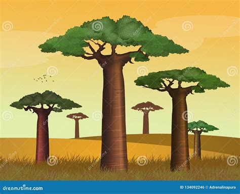 Baobab tree at sunset stock illustration. Illustration of tree - 134092246