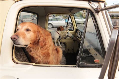 look at that dog drivin’ that truck | Dogs, Beautiful dogs, Dog love