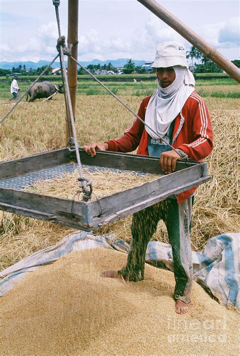 Man Winnowing Rice Photograph by Jeremy Bishop/science Photo Library - Fine Art America