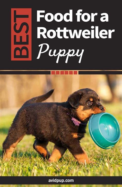 Best Food for a Rottweiler Puppy: Top 7 Picks (5 dry & 2 wet) | Rottweiler puppies, Best puppy ...