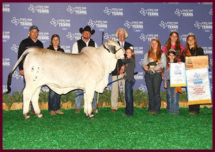 Brahman Champions - Heritage Cattle Company - Brahman Cattle - Texas