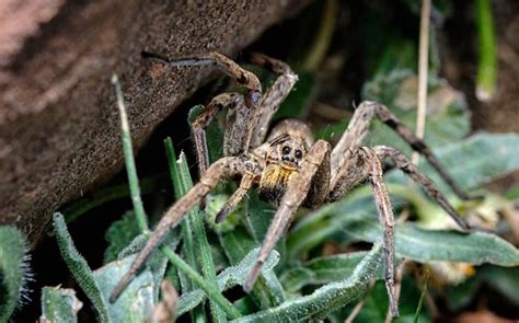 Wolf Spiders in Idaho