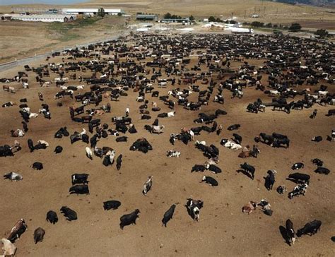 Anthrax-infected cattle imports from Brazil worry local breeders in Ankara - Türkiye News