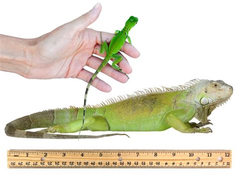 Iguana Size & Weight Chart - How Big do Iguanas Grow? - VIVO Pets