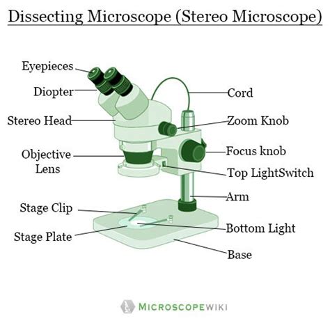 Dissecting microscope (Stereoscopic or stereo microscope) Parts (Diagram), Principle and Function