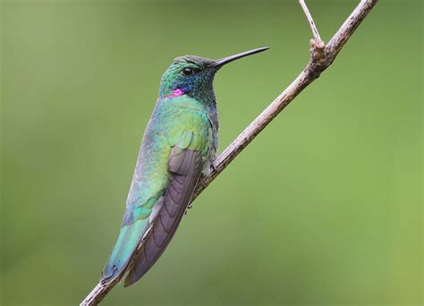 Colibri Wallpaper HD Download