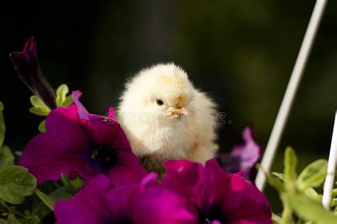 Chicken on a flower stock photo. Image of pattern, decoration - 20715194