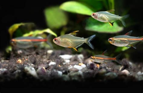 Lemon Tetra • Care Guide (Tank Setup, Mates & Breeding)