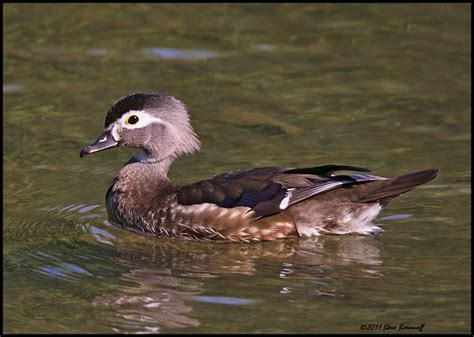 Recent Images 2011/_1SB3987 wood duck hen