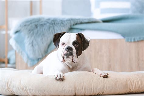 Dog arthritis: causes, symptoms, and treatment - Airvet