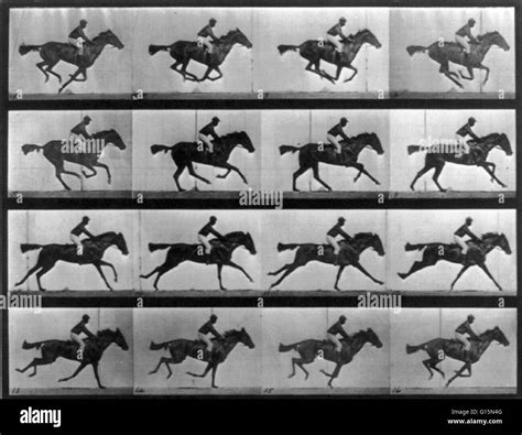 Muybridge Animal Locomotion, Racehorse Galloping, 1887. Animal ...