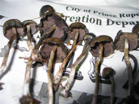 Psilocybe Baeocystis for sale | Psilocybe Baeocystis