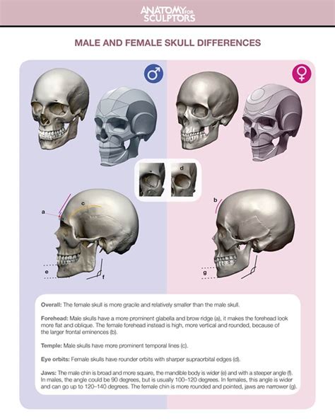 Male And Female Skull Comparison