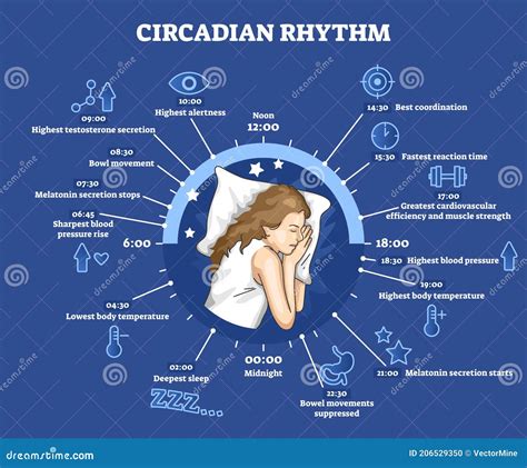 The Circadian Rhythm And Sleep-wake Cycle. Vector Illustration ...