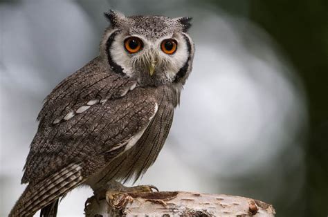 Tak Melulu Seram, 5 Sifat Burung Hantu Ini Patut Kita Teladani