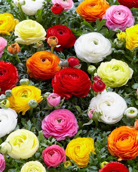 Ranunculus Mixture Ranunculus from ADR Bulbs