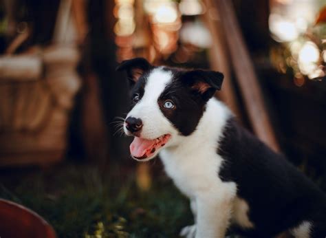 Border Collie Puppy Names 2023: Here are the 10 most popular puppy ...