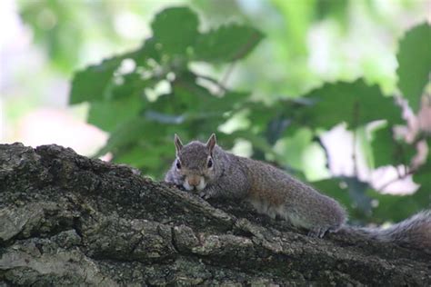 358/365/2914 (June 3, 2016) - Squirrels in Columbus at the… | Flickr